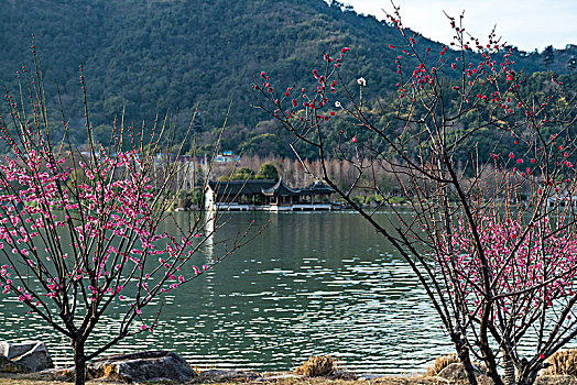 杭州湘湖自然风光梅花