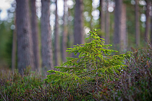 树林,瑞典,欧洲