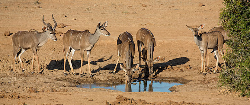 黑斑羚,羚羊,渴,水潭
