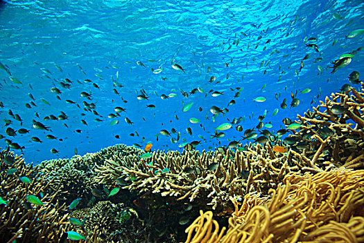 鱼群,靠近,礁石,岛屿,班达海,印度尼西亚