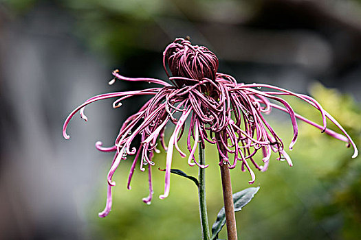 菊花特写