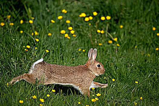 欧洲兔,野生,兔子,兔豚鼠属,成年,跑,花,诺曼底