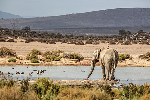 非洲象,喝,河,西海角,南非