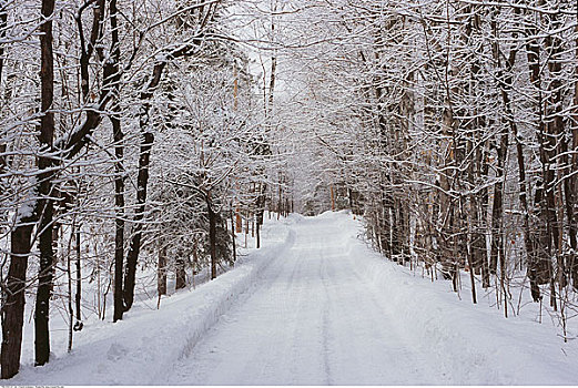 积雪,道路,魁北克,加拿大