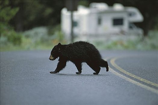 黑熊,美洲黑熊,幼兽,黄石国家公园,蒙大拿