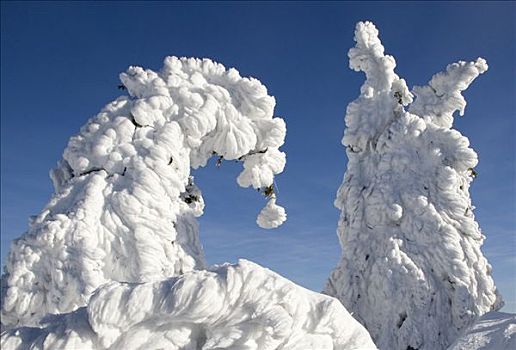 挪威针杉,树,欧洲云杉,积雪