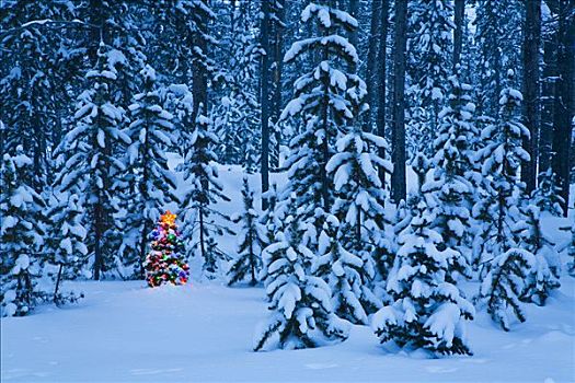 装饰,照亮,圣诞树,云杉,树林,黄石国家公园,怀俄明