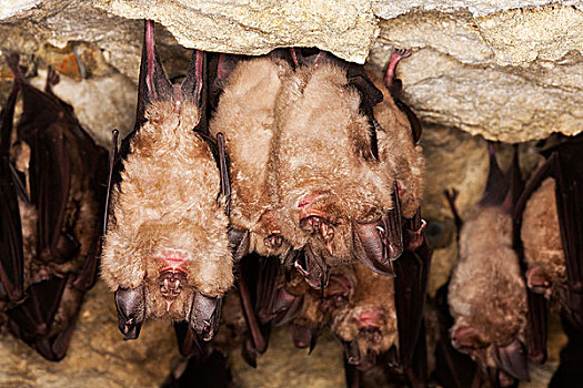 马蹄蝙蝠,生物群,冬眠,洞穴,诺曼底