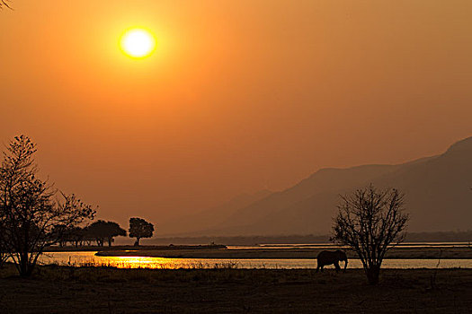 大象,非洲象,赞比西河,日落,水池,国家公园,津巴布韦