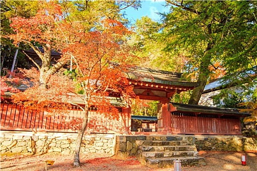 漂亮,枫树,季节,日本