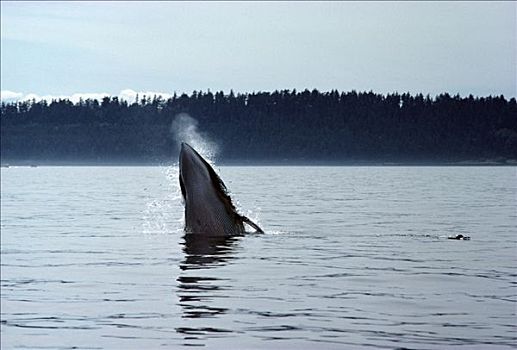 普通,小须鲸,鲸跃,东南阿拉斯加