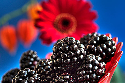黑莓,正面,大丁草