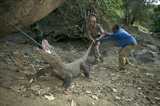 科摩多巨蜥,科摩多龙,成年,捕获,研究,团队,林卡岛,科莫多国家公园,印度尼西亚