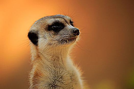 猫鼬,细尾獴属,禁猎区,卡拉哈里沙漠,北角,南非,非洲
