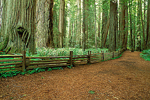 小路,体重,小树林,海岸,红杉,杰迪戴亚-史密斯红杉树州立公园,红杉国家公园,加利福尼亚