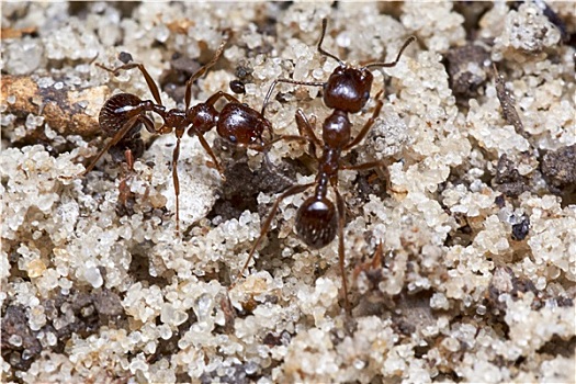 两个,蚂蚁