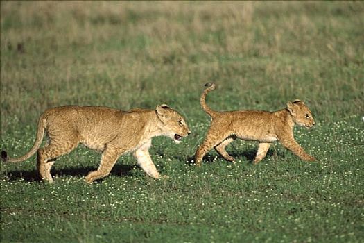 非洲狮,狮子,一对,幼兽,走,一起,跟随,非洲,雌狮,自豪,马赛马拉国家保护区,肯尼亚