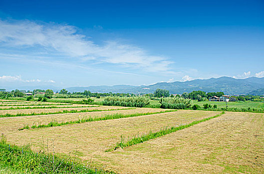 西红柿,地点,鲜明,夏天