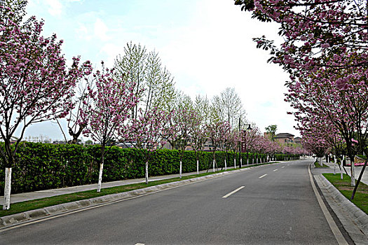 重庆上邦国际樱花大道