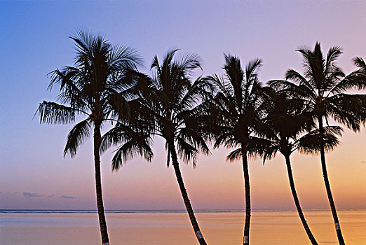 美国,夏威夷,莫洛凯岛,棕榈树,早晨,大幅,尺寸