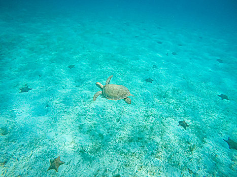 绿海龟,自然保护区,多巴哥岛,圣文森,格林纳丁斯群岛,西印度群岛