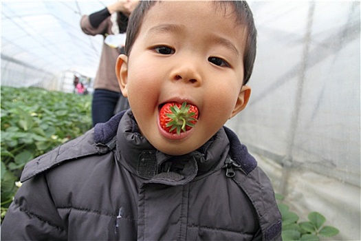 日本人,男孩,吃,草莓,2岁