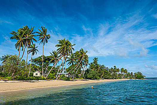 棕榈树,白沙滩,小岛,汤加,南太平洋