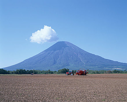 山,土豆,丰收