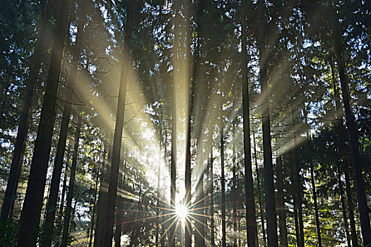 太阳,树林,石荷州,德国