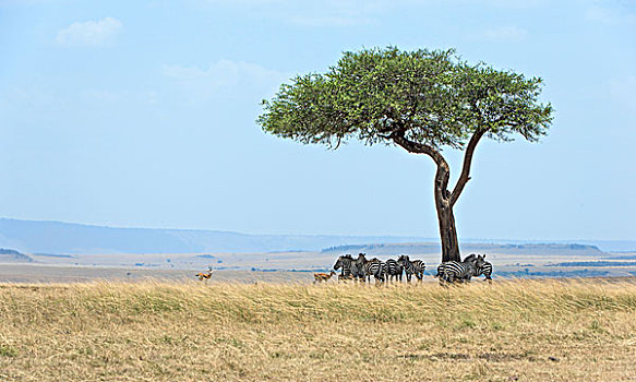 浩大,风景,马赛马拉,斑马,马,伞,刺,刺槐,马赛马拉国家保护区,肯尼亚,非洲