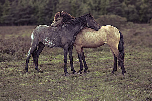 侧面视角,两个,马,搂抱,地点