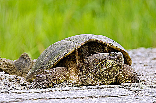 雌性,普通,鳄龟,产卵,路边,砾石,活泼,安大略省,加拿大