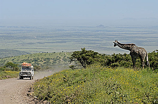 进食,长颈鹿,陆虎,驾驶,途中,塞伦盖蒂,恩格罗恩格罗,保护区,坦桑尼亚,非洲