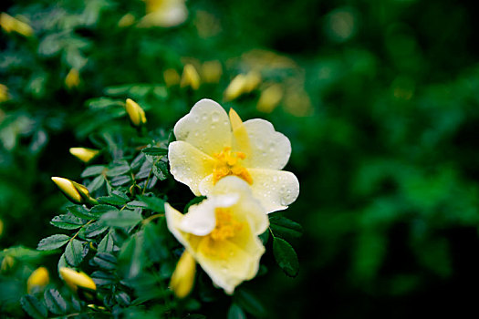 雨后鲜花