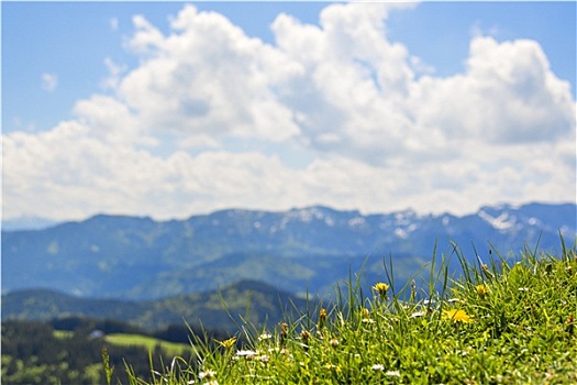 草地,阿尔卑斯山,背景