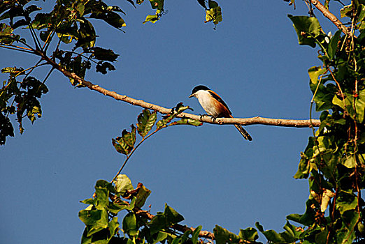 孟加拉,不同,鸟,茂密,绿色,自然生境,风景,乡村,市区,十二月,2007年