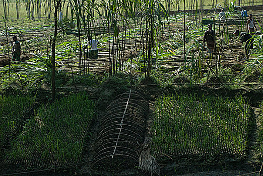 农民,收获,甘蔗,达卡,孟加拉,十月,2009年