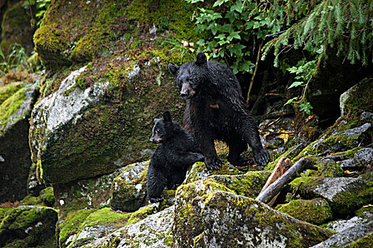 黑熊,美洲黑熊,雌性,幼兽,溪流,通加斯国家森林,阿拉斯加