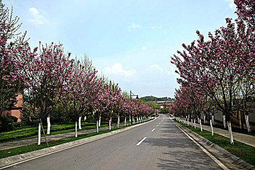 重庆上邦国际樱花大道