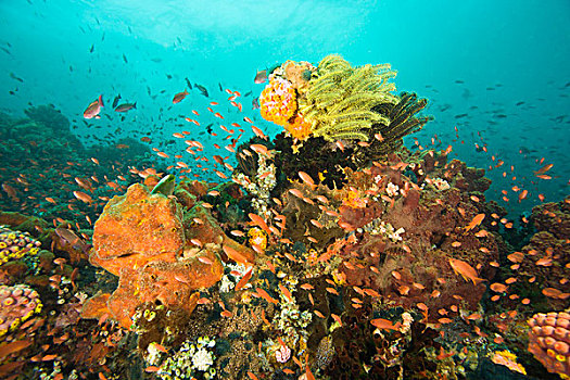 鱼,金拟花鲈,水下,海洋生物,岛屿,靠近,波多黎各,菲律宾