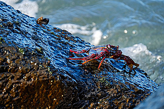 红岩,螃蟹,湿,石头,加纳利群岛,西班牙,欧洲