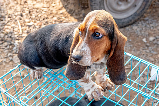 宠物犬,巴吉度猎犬