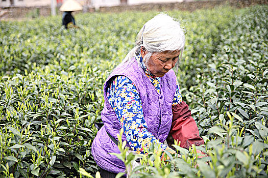 松阳茶场