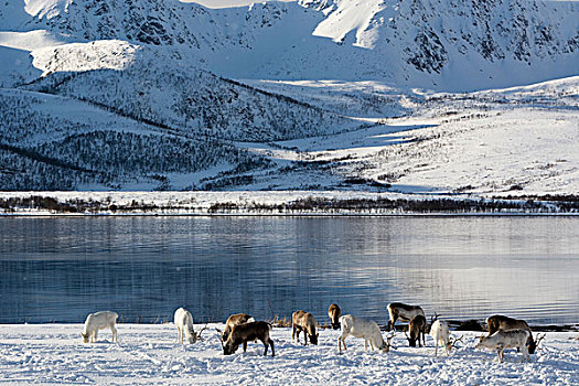 驯鹿,驯鹿属,放牧,罗弗敦群岛,韦斯特阿伦,岛屿,挪威