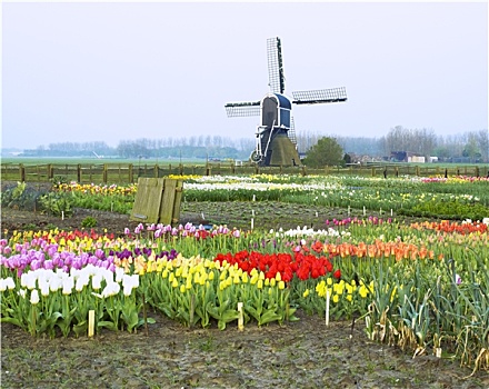 风车,郁金香,靠近,荷兰