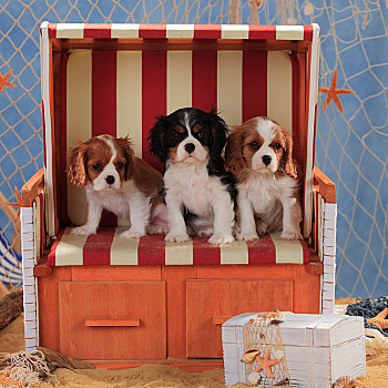 查尔斯王犬,三个,小狗,布伦海姆,9星期大,坐,沙滩椅