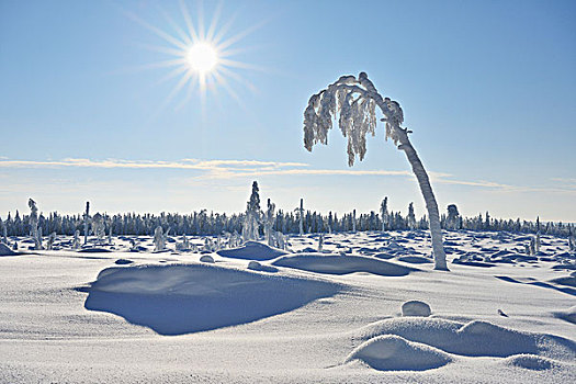 积雪,树,太阳,北方,芬兰