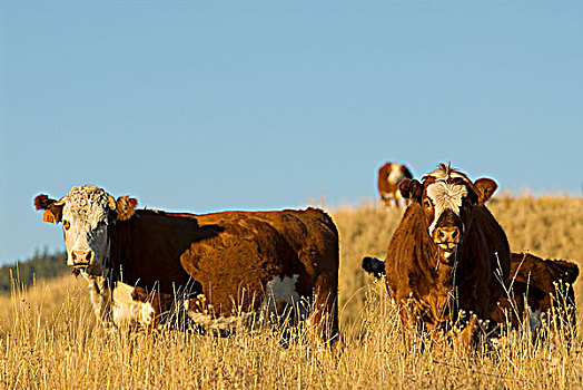 放牧,牛,好奇,草地,北方,不列颠哥伦比亚省,加拿大