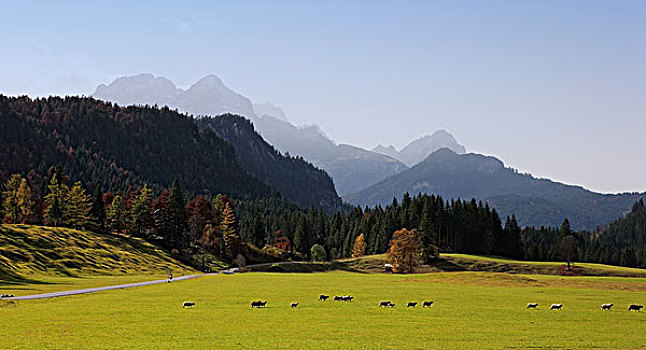 巴伐利亚阿尔卑斯山,草场,巴伐利亚,德国