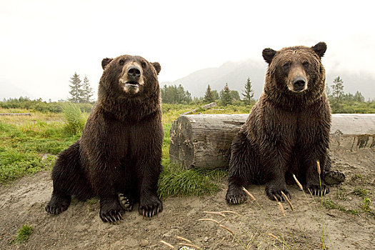 俘获,两个,棕熊,坐,靠近,原木,阿拉斯加野生动物保护中心,阿拉斯加